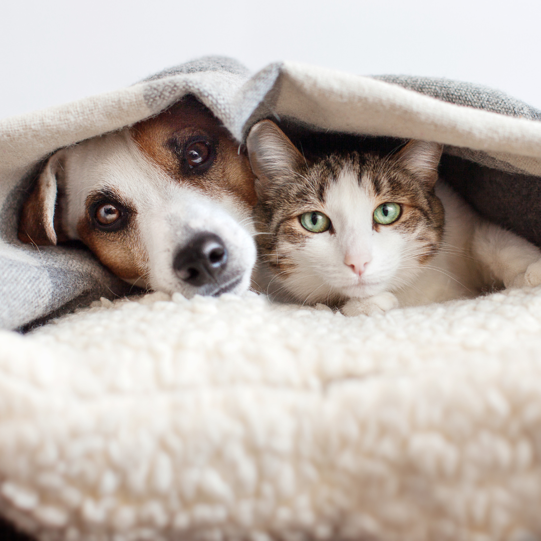 As Melhores Camas para Cachorros Neste Inverno