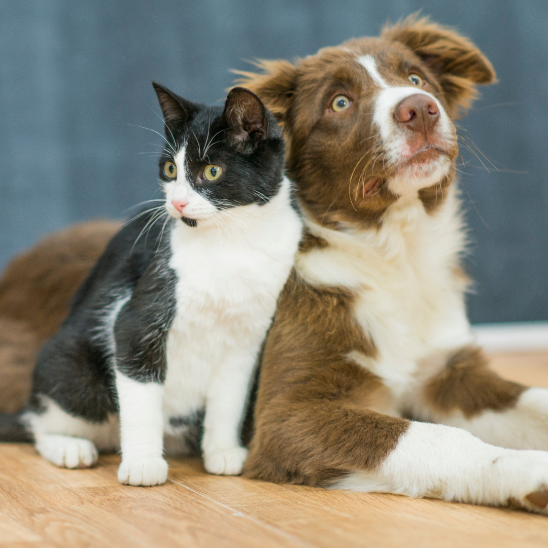 A Importância do Agasalho para Cachorros Idosos no Inverno