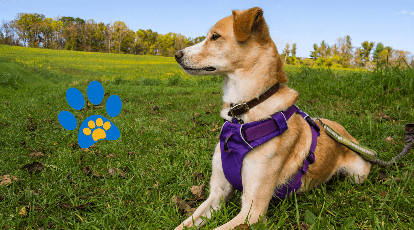 Coleira para Cachorro, Coleira para Cachorro, Coleira de Cachorro, Coleiras de Cachorro, Coleira Peitoral, Guia para Cachorro, Guia para Cachorra, Coleira Cachorro, Coleira Antilatido, Coleira Anti Puxao, Coleira Anti Puxão, Coleira para Pit Bull