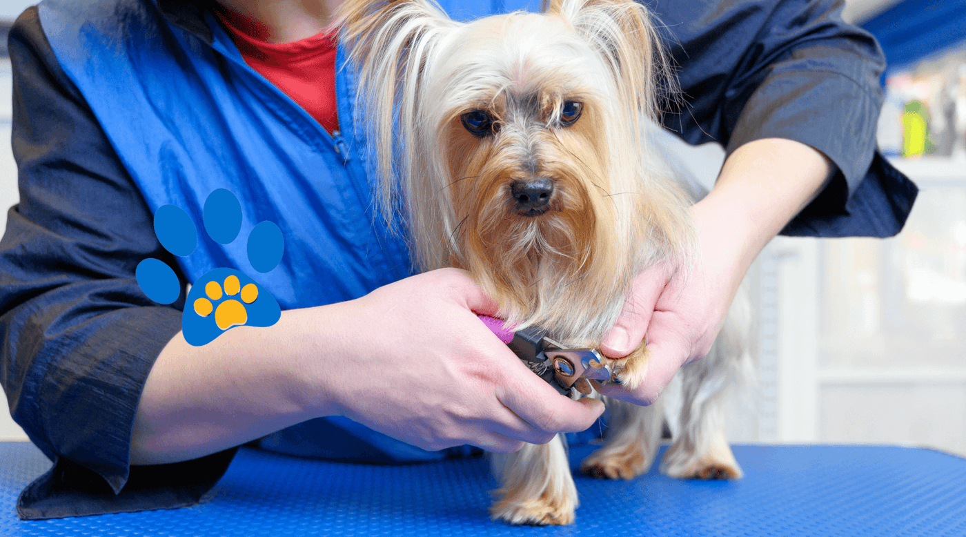 Cortador De Unha De Cachorro, Cortador De Unhas De Cachorro, Cortador De Unha Para Cachorro, Cortador De Unhas Para Cachorro, Cortador Unha De Cachorro, Cortador De Unha Cachorro, Cortador De Unha Cão, Cortador De Unha Cao, Cortador De Unha Pet