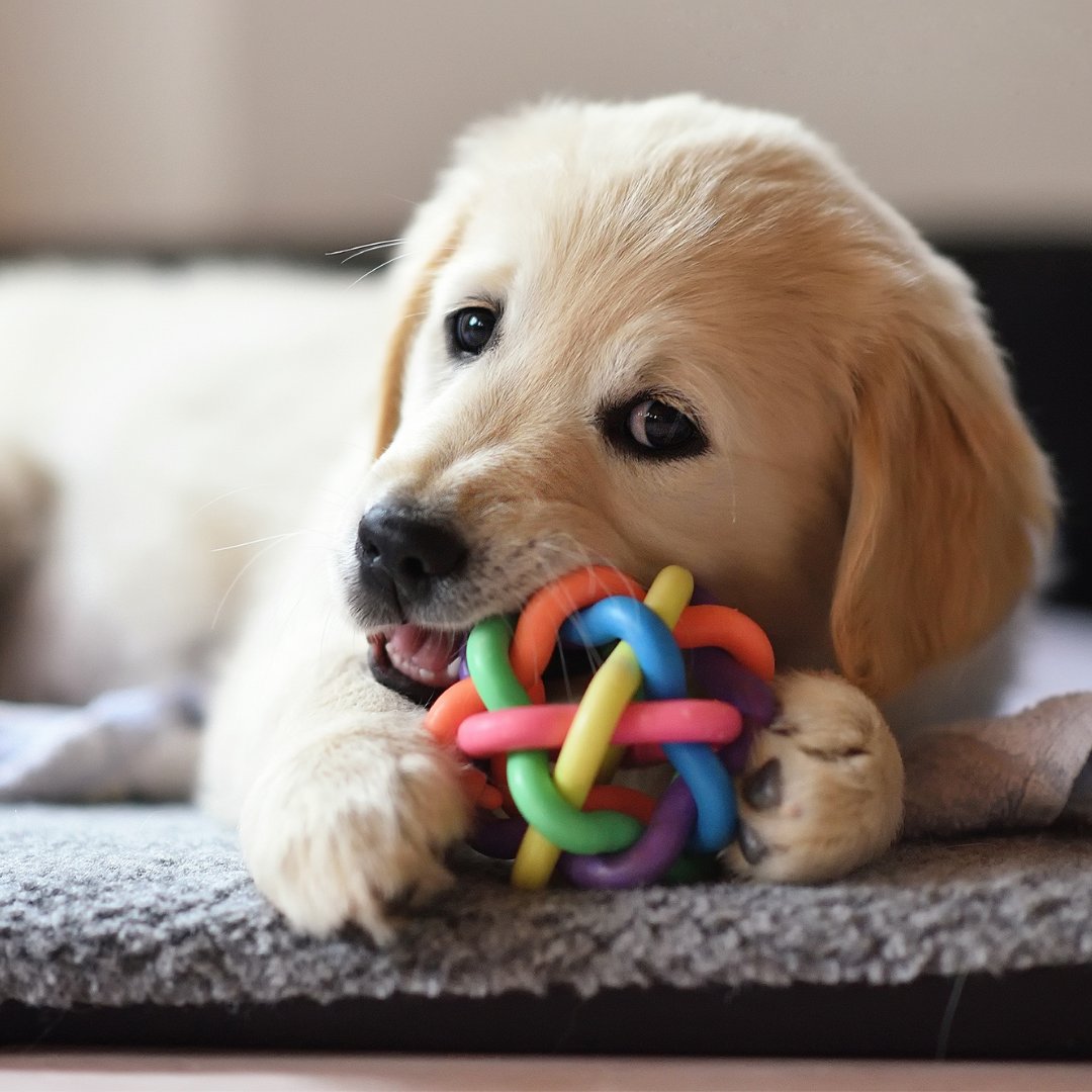 Brinquedo Para Cachorro, Brinquedo De Cachorro, Brinquedos Para Pets, Brinquedo De Cao, Brinquedo Interativo Cachorro, Brinquedo Interativo Para Cachorro, Brinquedo Cachorro, Brinquedos Interativos Para Cachorro, Brinquedo Interativo Cachorro