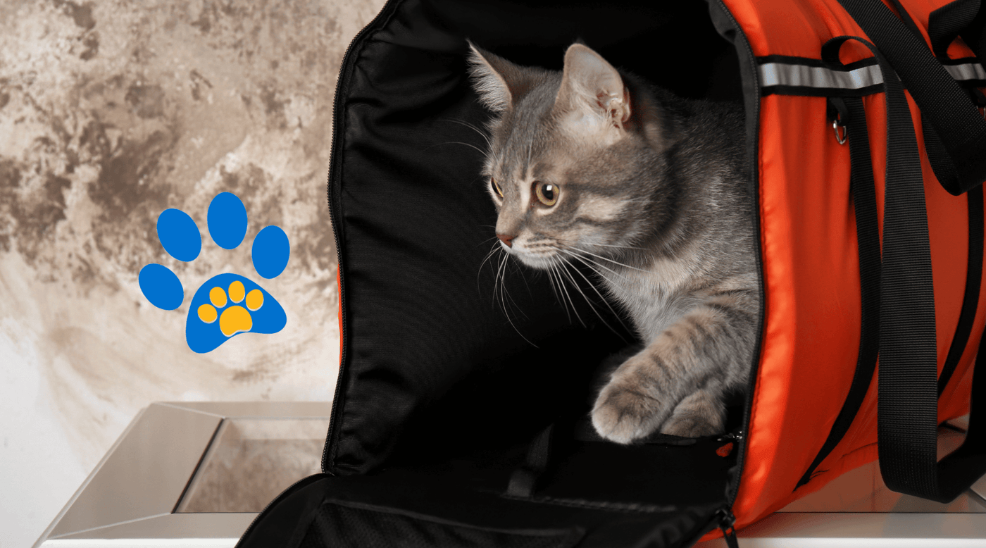 Bolsa Canguru Para Pet, Mochila Canguru Para Pets, Mochila Canguru Para Cachorro, Bolsa De Passeio Pet, Bolsa Passeio Petbolsa De Transporte Para Gatos, Bolsa Transporte Gato, Mochila Transporte Gato, Mochila Para Carregar Gatos