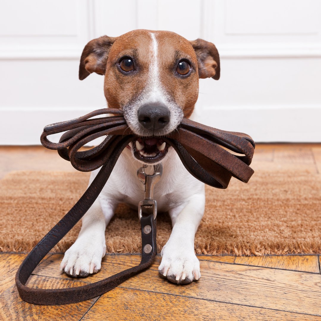 Coleira para Cachorro, Coleira para Cachorro, Coleira de Cachorro, Coleiras de Cachorro, Coleira Peitoral, Guia para Cachorro, Guia para Cachorra, Coleira Cachorro, Coleira Antilatido, Coleira Anti Puxao, Coleira Anti Puxão, Coleira para Pit Bull