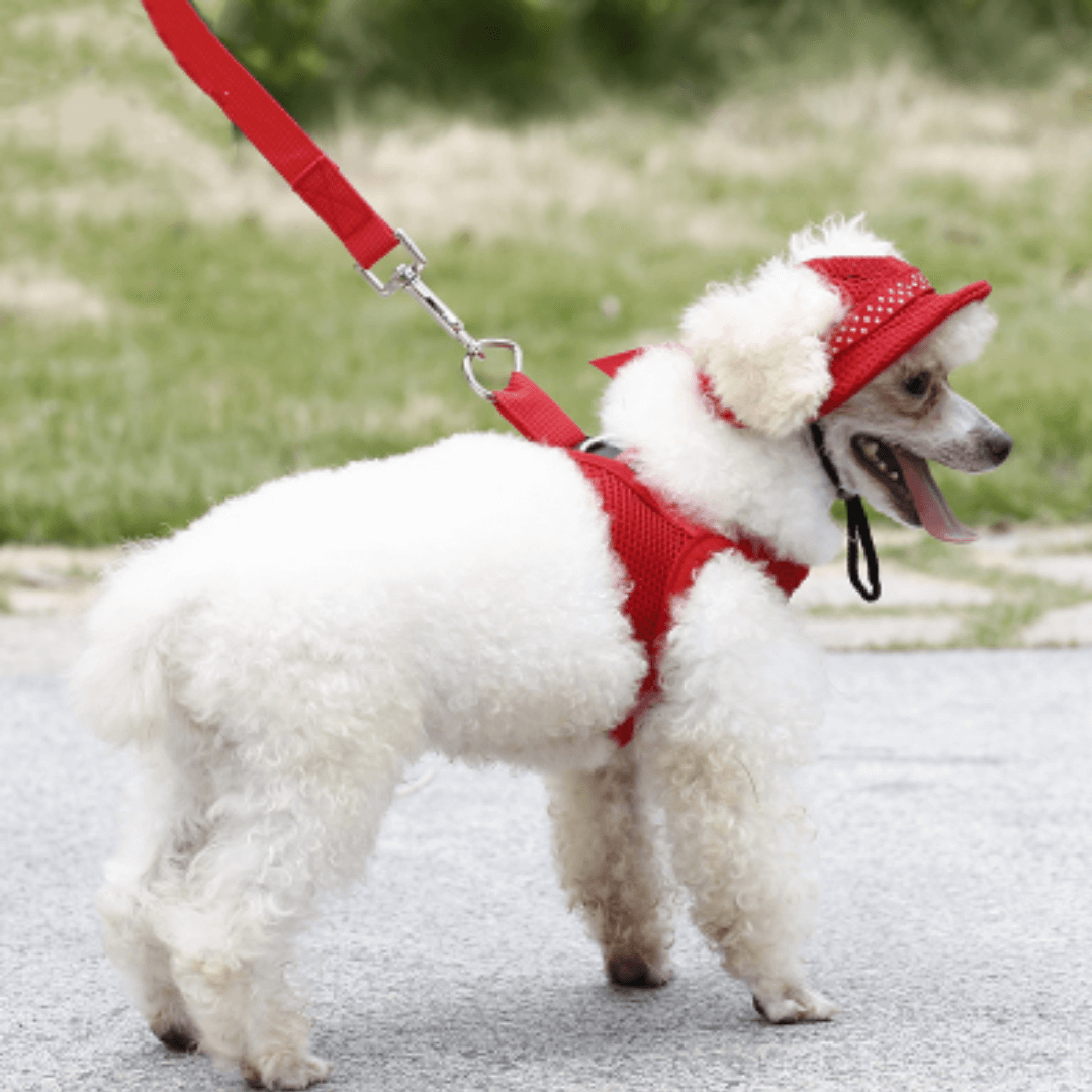 Chapéu Para Cachorro | Tecido Respirável - Boompreçopet