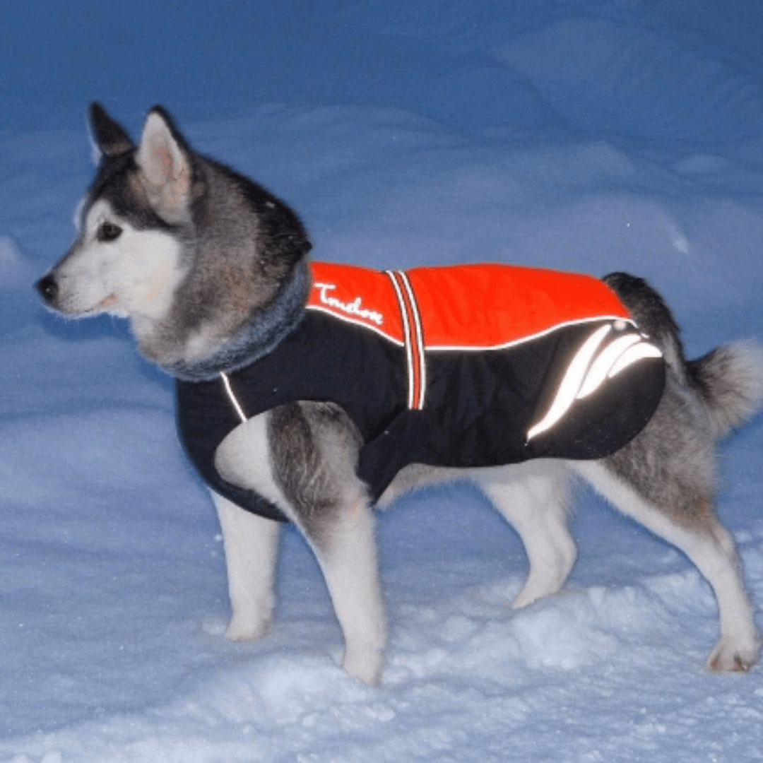 Roupinha de Cachorro | Impermeável Para Inverno