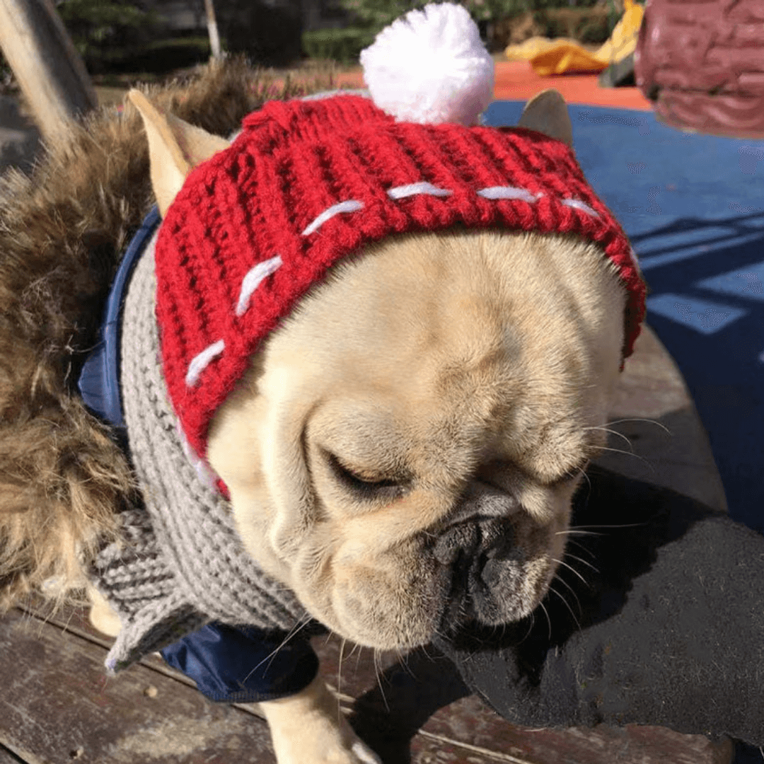 Touca Para Cachorro | Gorro Para Cachorro - Boompreçopet