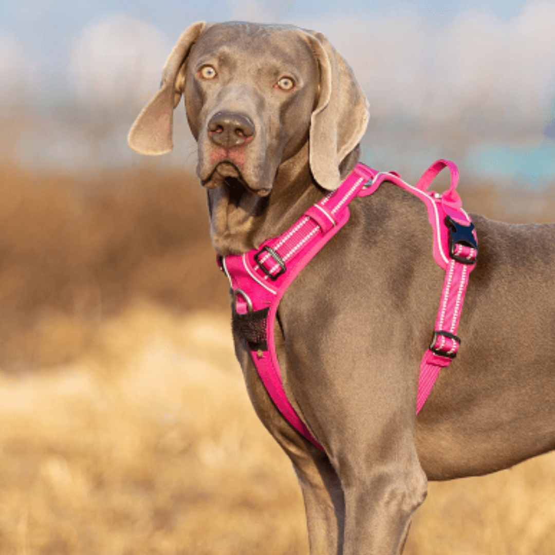 Coleira Peitoral | Faixa Refletiva Para Cachorros