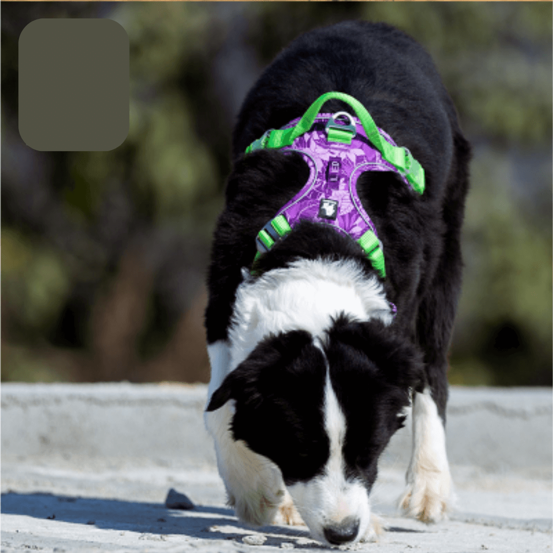 Coleira Peitoral | Faixa Refletiva Para Cachorros