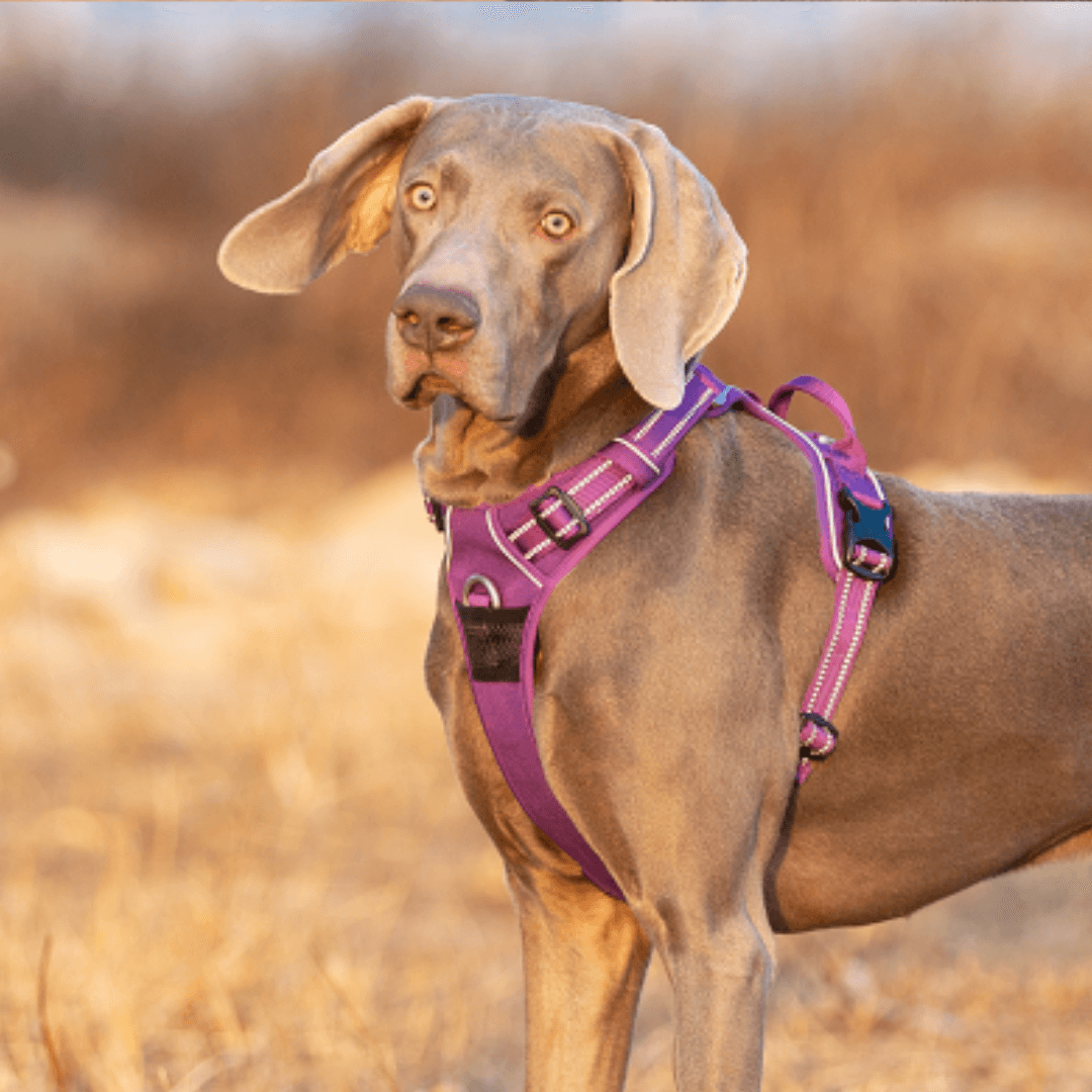 Coleira Peitoral | Faixa Refletiva Para Cachorros