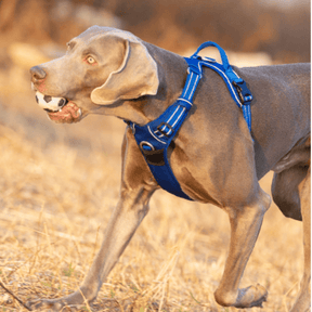 Coleira Peitoral | Faixa Refletiva Para Cachorros