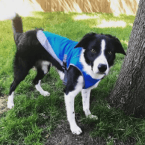 Roupinha de Cachorro | Colete Gelado - Boompreçopet