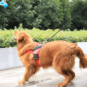 Coleira Peitoral Com Fita Refletiva Para Cães