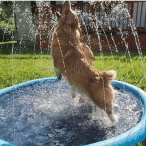 Piscina Para Cachorro | Piscina Chafariz Pet - Azul Claro - Boompreçopet