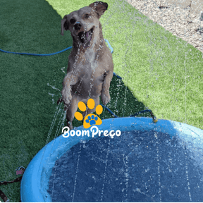 Piscina Para Cachorro | Piscina Chafariz Pet  - Boompreçopet