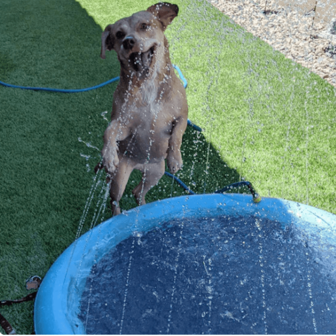 Piscina Para Cachorro | Piscina Chafariz Pet - Azul Claro - Boompreçopet