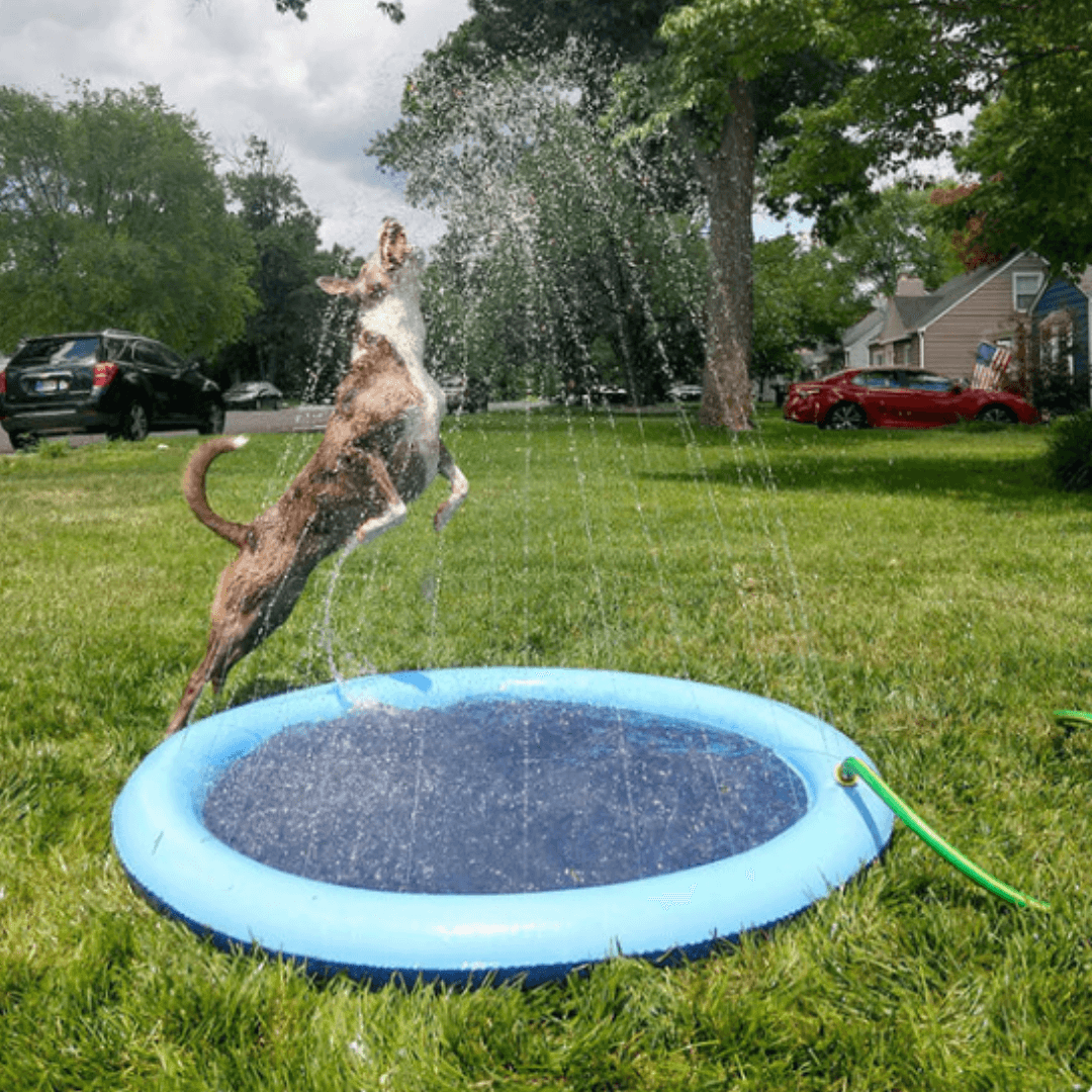 Piscina Para Cachorro | Piscina Chafariz Pet - Azul Claro - Boompreçopet