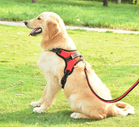 Peitoral Para Cachorro | Passeio - Boompreçopet