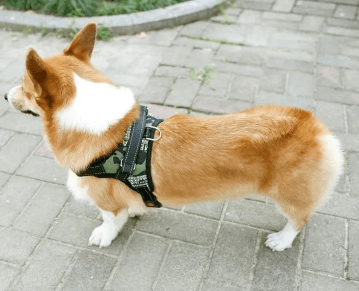 Peitoral Para Cachorro | Passeio - Boompreçopet