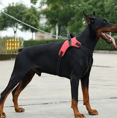 Peitoral Para Cachorro | Passeio - Boompreçopet