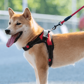 Peitoral Para Cachorro | Passeio - Boompreçopet