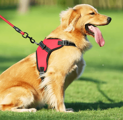 Peitoral Para Cachorro | Passeio - Boompreçopet