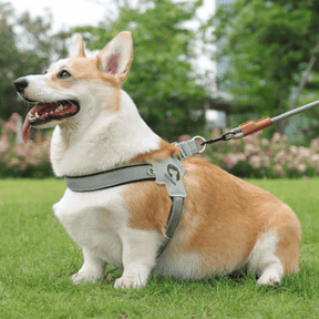 Peitoral Para Cachorro | Pequeno e Médio Porte - Boompreçopet