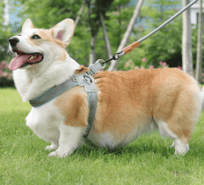 Peitoral Para Cachorro | Pequeno e Médio Porte - Boompreçopet