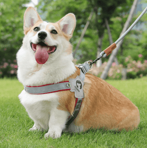 Peitoral Para Cachorro | Pequeno e Médio Porte - Boompreçopet