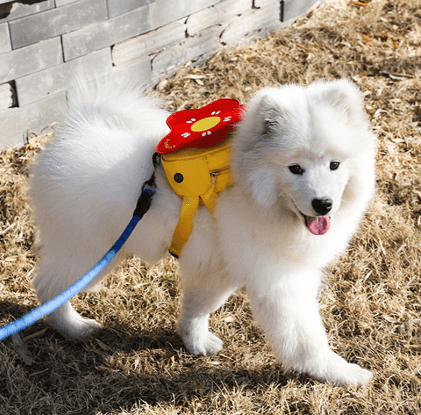 Mochilinha Para Cachorro | Florzinha - Boompreçopet