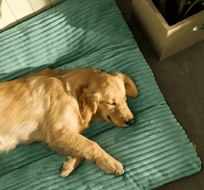 Cama Para Cachorro | Cama Pet Dream - Boompreçopet