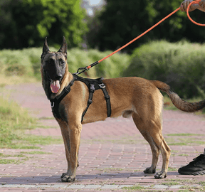 Peitoral Para Cachorro | Anti Puxão - Boompreçopet