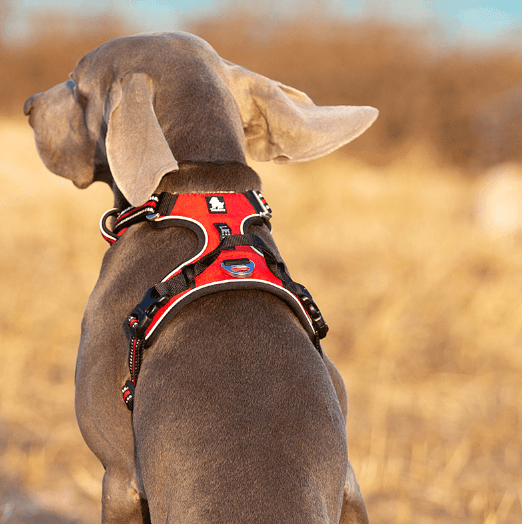 Coleira Peitoral | Faixa Refletiva Para Cachorros -  - Boompreçopet