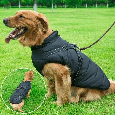 Roupa de Frio Para Cachorro | Colete Impermeável com Gola - Boompreçopet