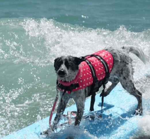 Colete Salva Vidas Para Cachorro | Faixas Refletivas - Boompreçopet