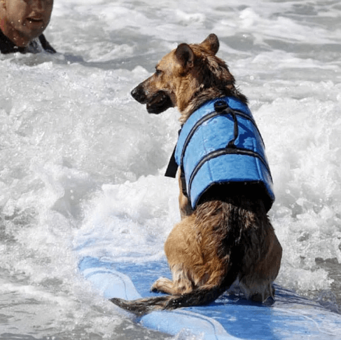 Colete Salva Vidas Para Cachorro | Faixas Refletivas - Boompreçopet