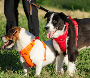 Peitoral Para Cachorro  | Anti Puxão com Fita Refletiva - Boompreçopet