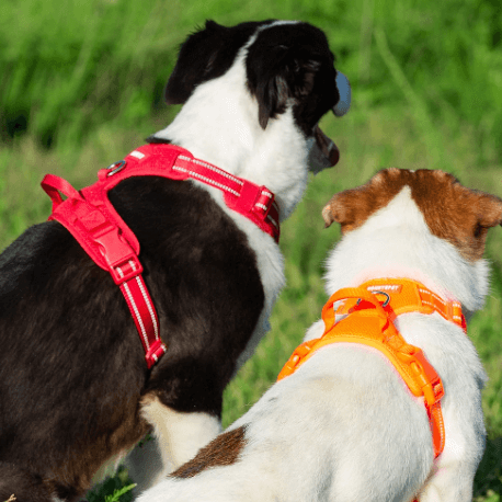 Peitoral Para Cachorro  | Anti Puxão com Fita Refletiva - Boompreçopet